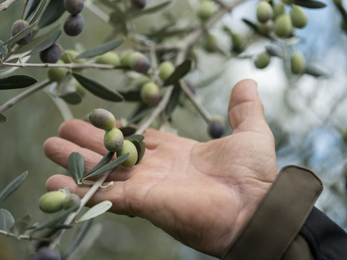 Luce - Nuovo Olio Extra Vergine di Oliva Italiano 2026/2027
