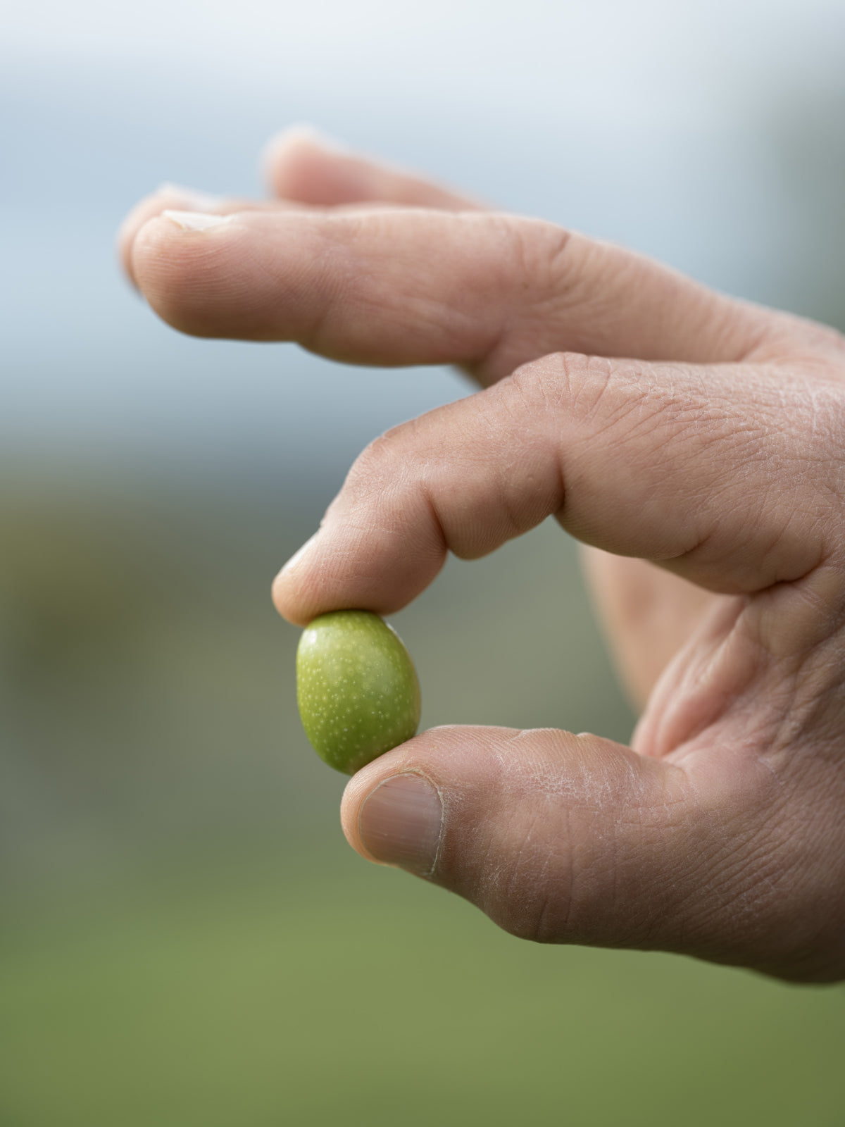 Monocultivar Frantoio  - Nuovo Olio Extra Vergine di Oliva Italiano 2026/2027