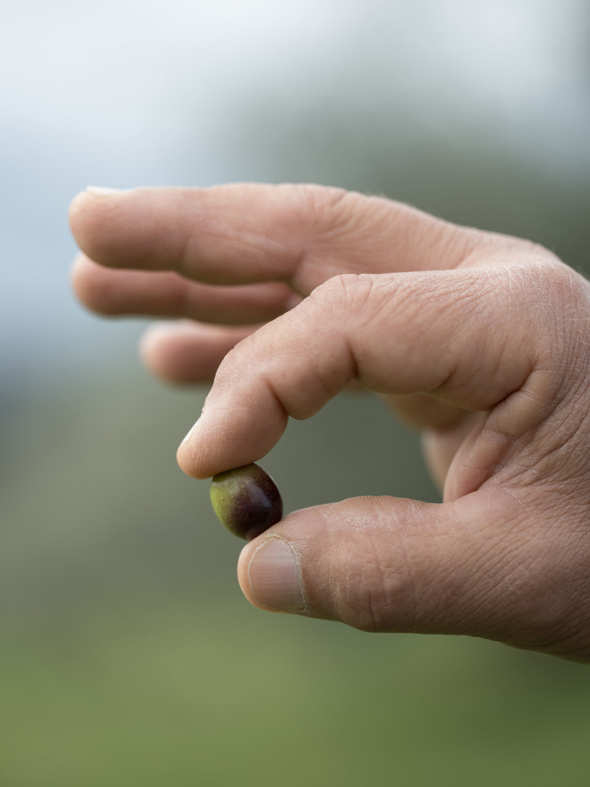 Monocultivar Moraiolo - Nuovo Olio Extra Vergine di Oliva Italiano 2026/2027