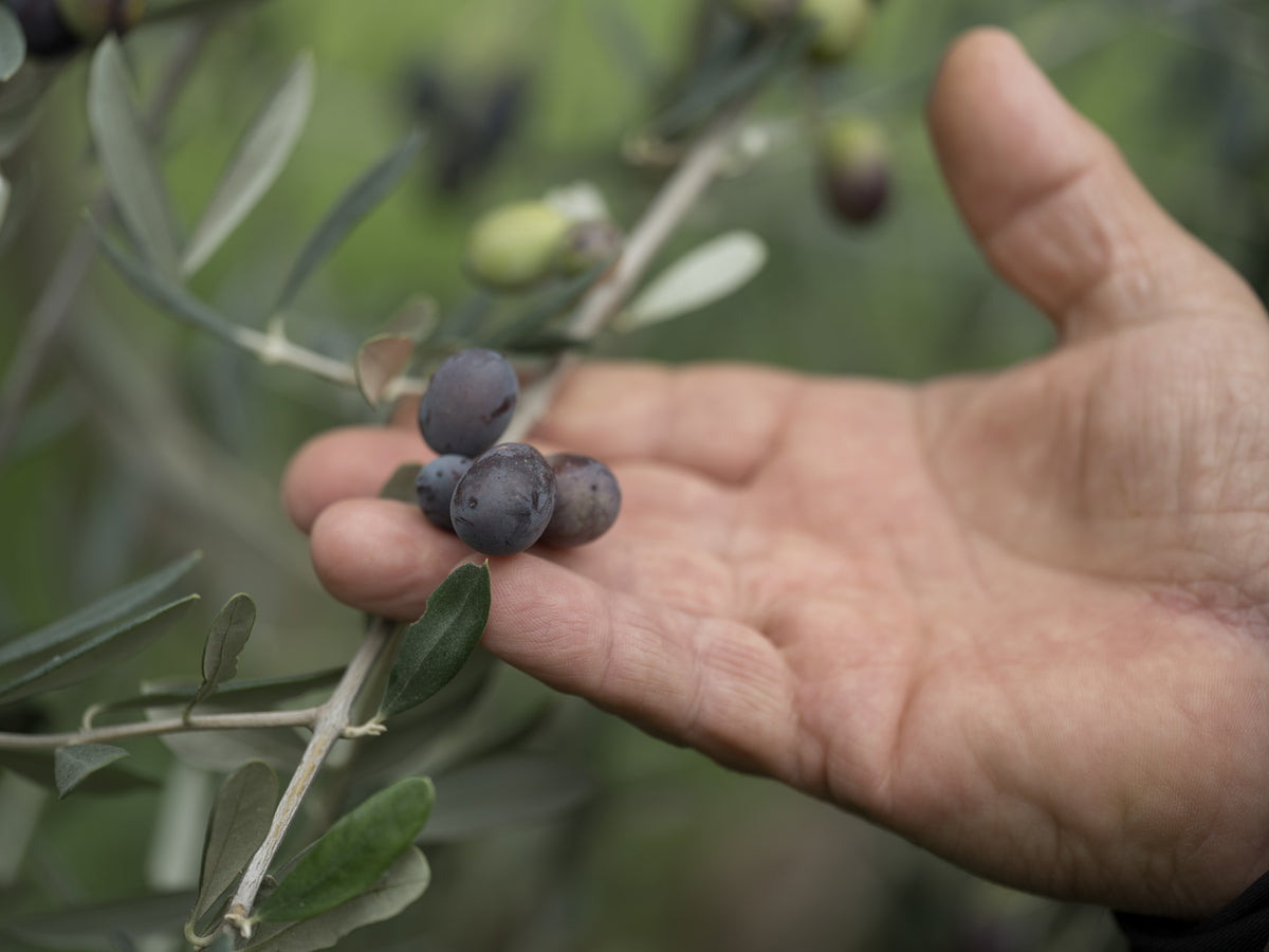 Radici - Nuovo Olio Extra Vergine di Oliva Italiano 2026/2027