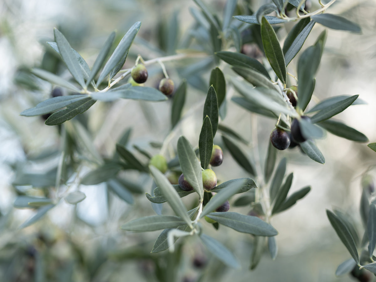 Trittico - Nuovo Olio Extra Vergine di Oliva Biologico IGP Toscano 2026/2027