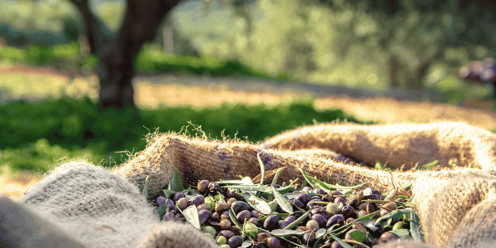 nuovo raccolto olive Frantoio Masaccio